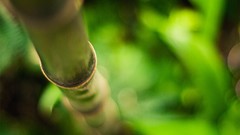 Nature bamboo depth of