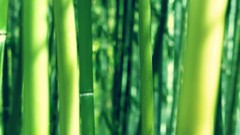 Nature bamboo depth of field