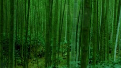 Nature bamboo forest high