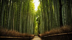Nature bamboo Kyoto Temples forests