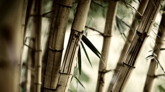 Nature bamboo Plants