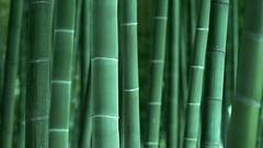 Nature bamboo Plants