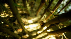 Nature bamboo sunlight