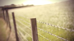 Nature barbed wire fences depth of field