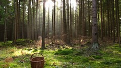 Nature baskets forests