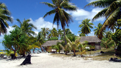Nature beach summer paradise Palms
