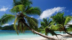 nature beach tropical palm trees Sea clouds