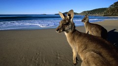 Nature Beaches kangaroos
