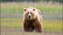 Nature Bears artwork