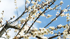 Nature Beauty flower