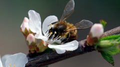 Nature bees