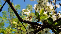 Nature bees white flowers blossoms