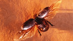 Nature beetle insects