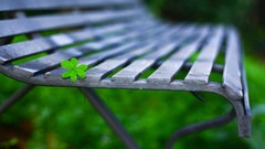 Nature bench depth of field Clovers