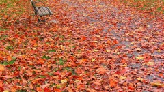 nature bench leaves