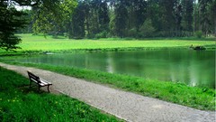 Nature bench widescreen forests