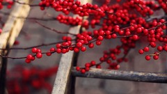 Nature Berries contrast fruits blurred