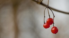 Nature Berries depth of field