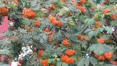 Nature Berries rowan tree