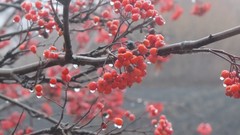 Nature Berries water drops rowan tree