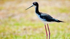 Nature Birds animal world