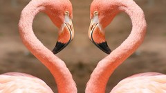 Nature Birds animal world flamingos