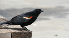 Nature Birds Animals