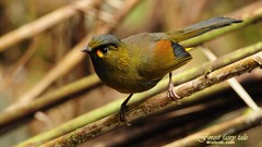 Nature Birds Animals