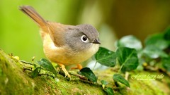 Nature Birds Animals