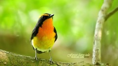 Nature Birds Animals