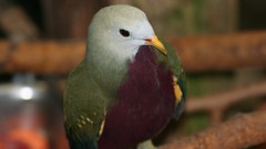 Nature Birds Animals