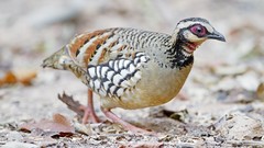 Nature Birds Animals