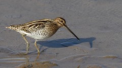 Nature Birds Animals brown