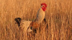 Nature Birds Animals Chickens