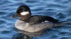 Nature Birds Animals Ducks