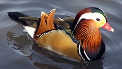 Nature Birds Animals Ducks