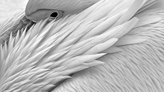 Nature Birds Animals monochrome