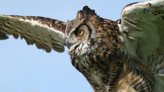 Nature Birds Animals Owls