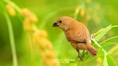 Nature Birds Animals Plants