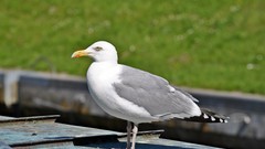 Nature Birds Animals seagulls