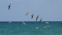 Nature Birds Animals seagulls