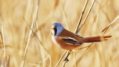 Nature Birds artwork