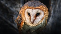 Nature Birds Australian Owls