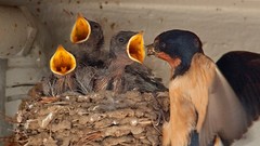 Nature Birds baby birds