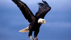 Nature Birds bald eagles