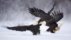 Nature Birds bald eagles