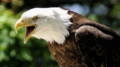 Nature Birds bald eagles
