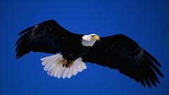 Nature Birds bald eagles