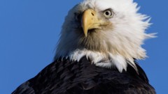 Nature Birds bald Eagles bald eagles