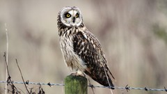 Nature Birds barbed wire yellow eyes Owls wildlife